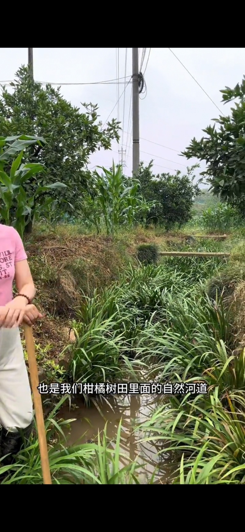 野生石菖蒲苗，成活率高，包技术