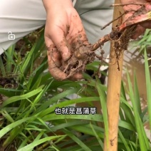 野生石菖蒲苗，成活率高，包技术