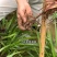 野生石菖蒲苗，成活率高，包技术