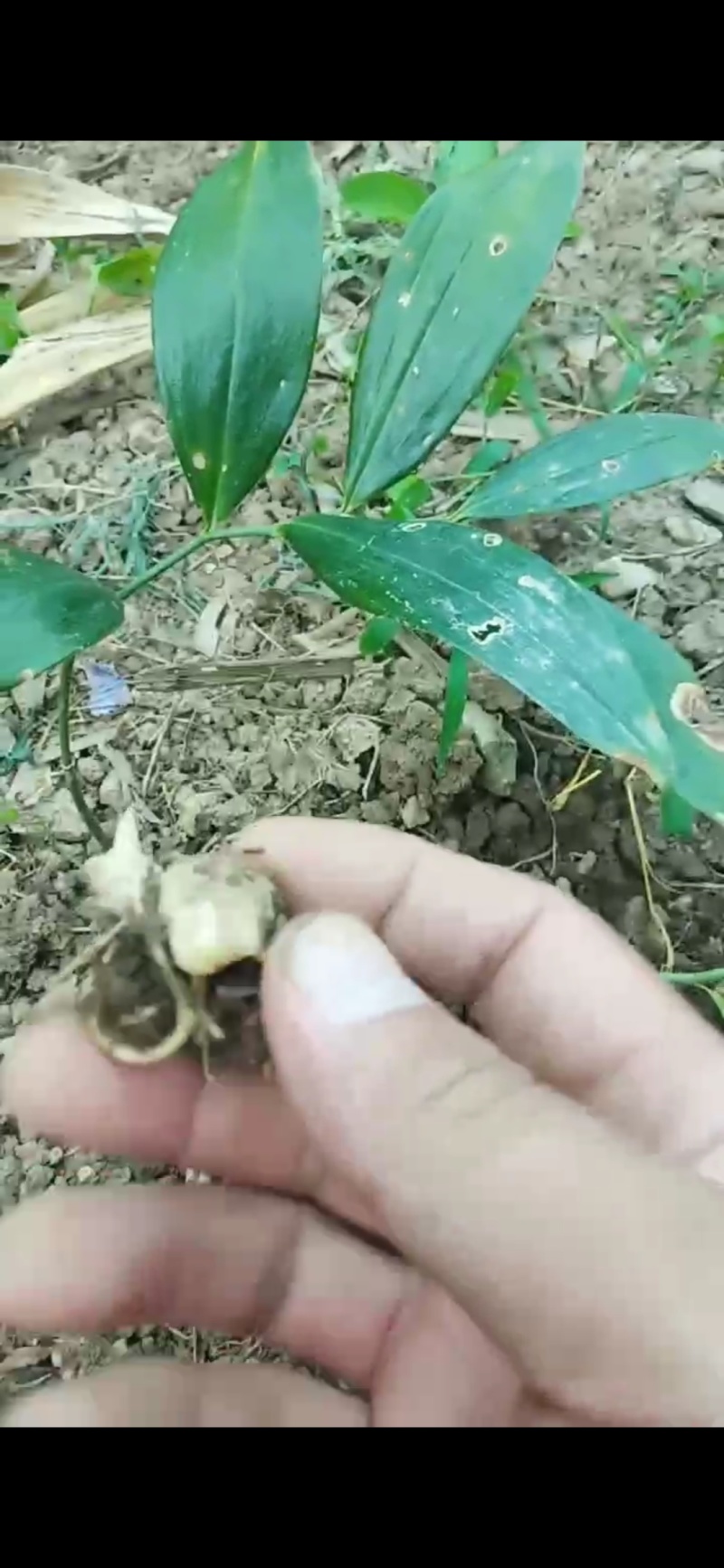 野生姜型黄精苗，产量高包技术