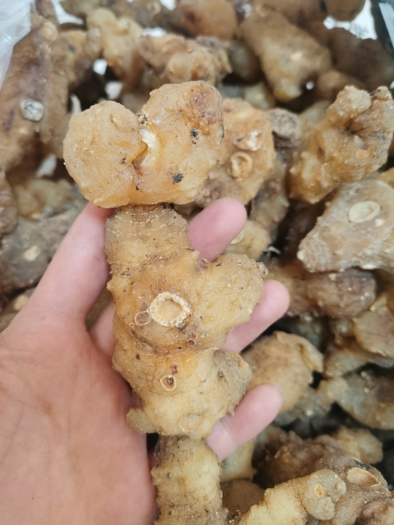 野生姜型黄精苗，产量高包技术