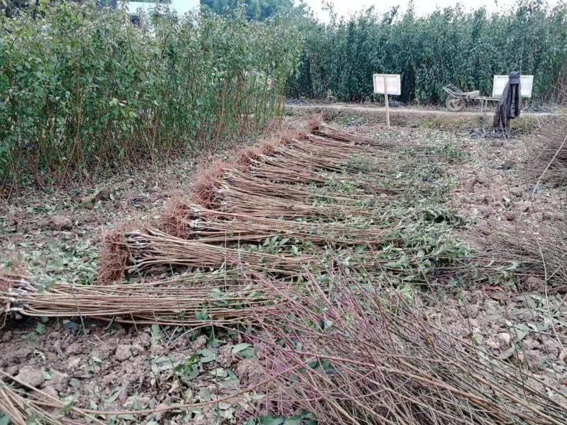 四川映霜红桃树苗，晚熟、耐贮藏、个头大、丰产性好