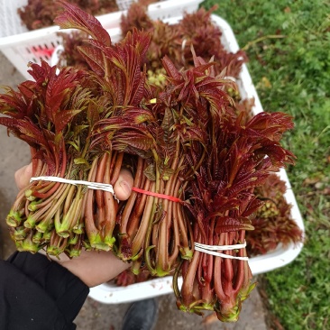 大竹香椿芽代收，产地直发，一手货源，欢迎老板来电