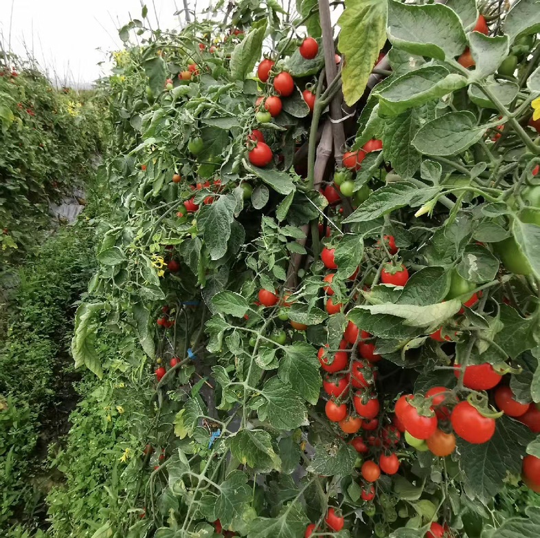 圣女果种子与育苗盘