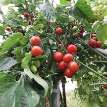 四川千禧圣女果小番茄自家种植欢迎省内老板拿货