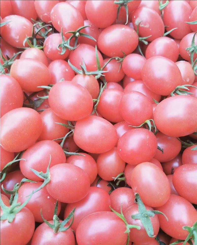 四川千禧圣女果小番茄自家种植欢迎省内老板电话拿货