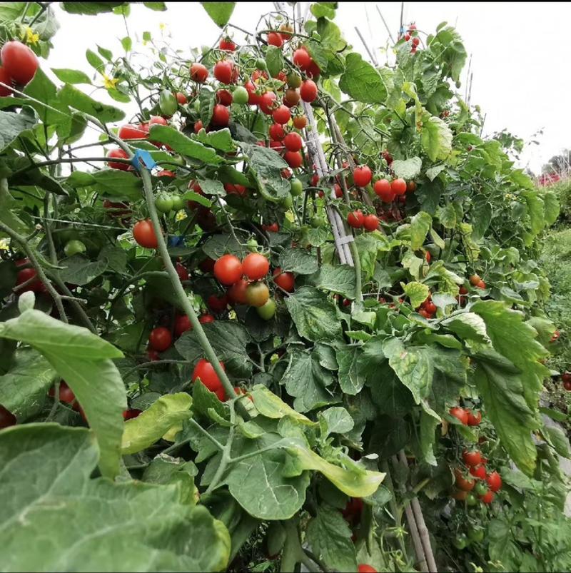 四川千禧圣女果小番茄自家种植欢迎省内老板电话拿货