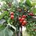 重庆千禧圣女果小番茄自家种植品质保证欢迎市内老板拿货！