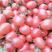 重庆千禧圣女果小番茄自家种植品质保证欢迎市内老板拿货！
