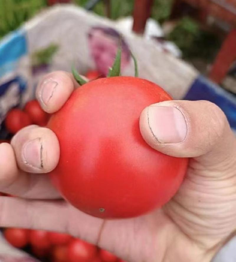贵州西红柿番茄自家种植价格美丽可对接省内商超社区等