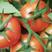 贵州西红柿番茄自家种植价格美丽可对接省内商超社区等