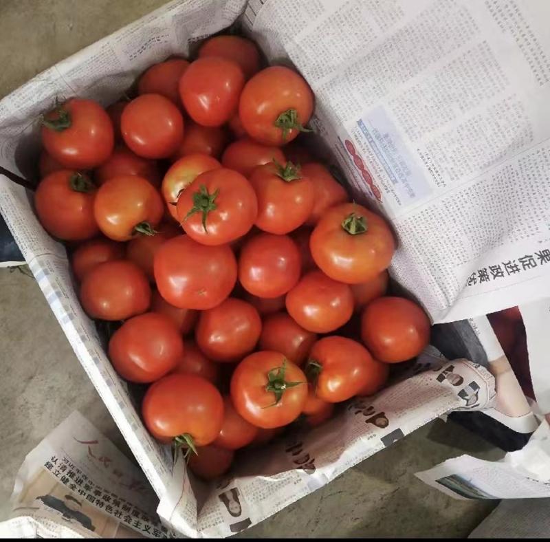 自家种植西红柿番茄可对接四川重庆老板价格实惠保质保量