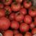 自家种植西红柿番茄可对接四川重庆老板价格实惠保质保量