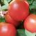 基地粉果番茄，水果番茄即将成熟上市，有需求的商家请留步！