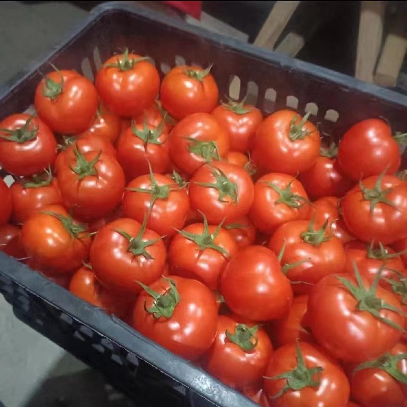基地粉果番茄，水果番茄即将成熟上市，有需求的商家请留步！