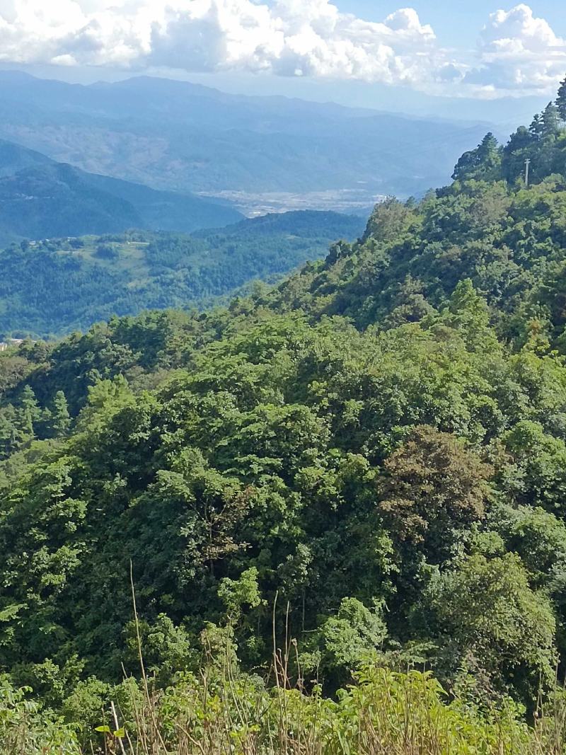 正二八经大山里的野生蜂蜜