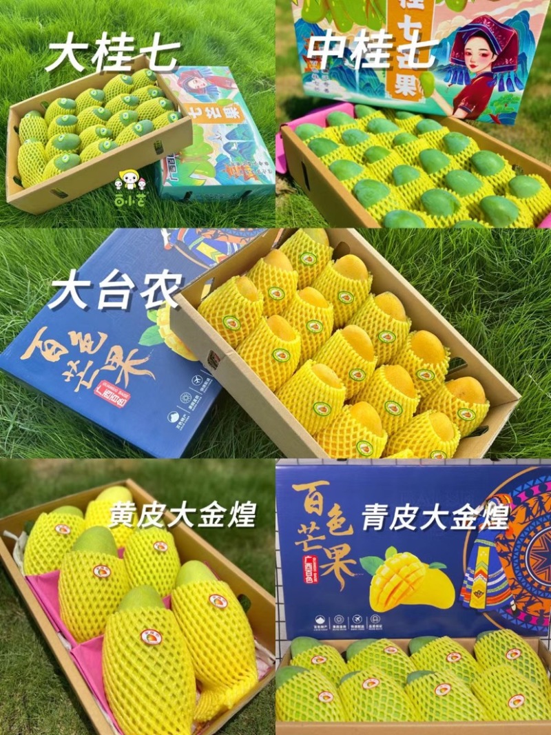 台农桂七金煌产地自销代办代发整车供应
