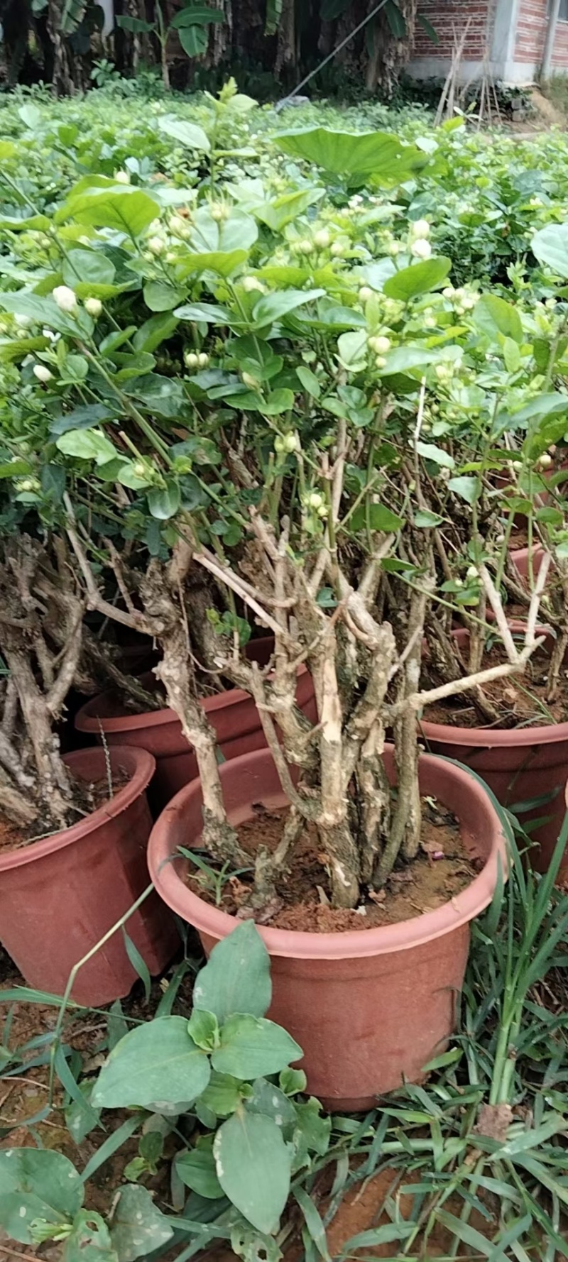 精品茉莉花老桩