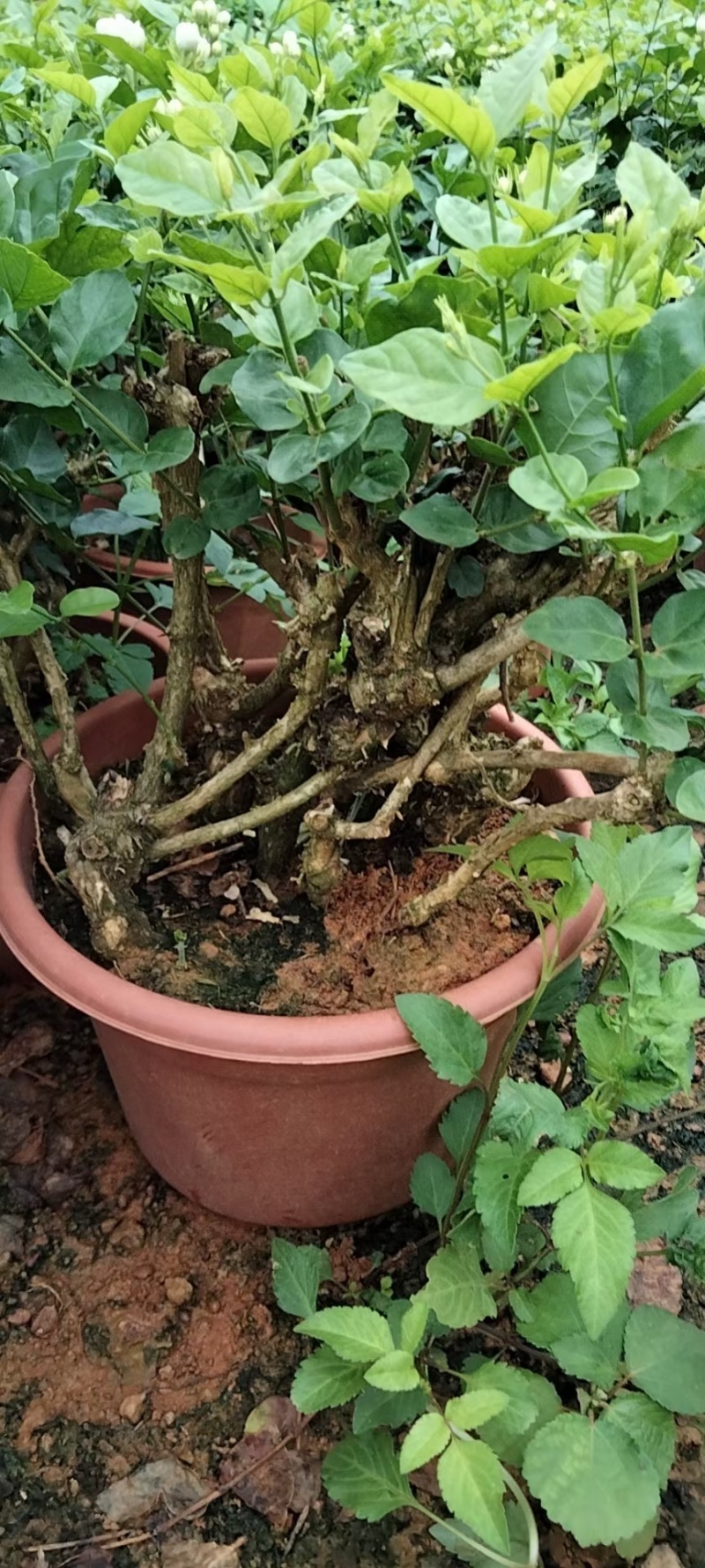 精品茉莉花老桩