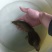泥鳅苗鲜活鱼苗淡水养殖优质台湾泥鳅本地泥鳅
