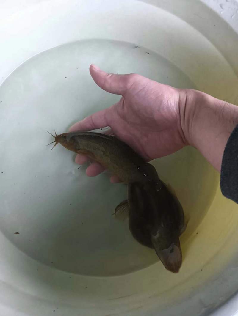 台湾小泥鳅苗泥鳅苗鲜活鱼苗淡水养殖优质台湾泥鳅本地泥鳅