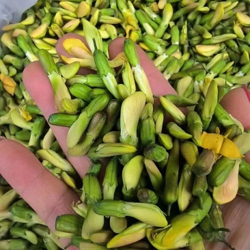 云南野生金雀花