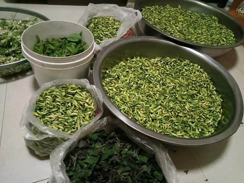 云南野生金雀花