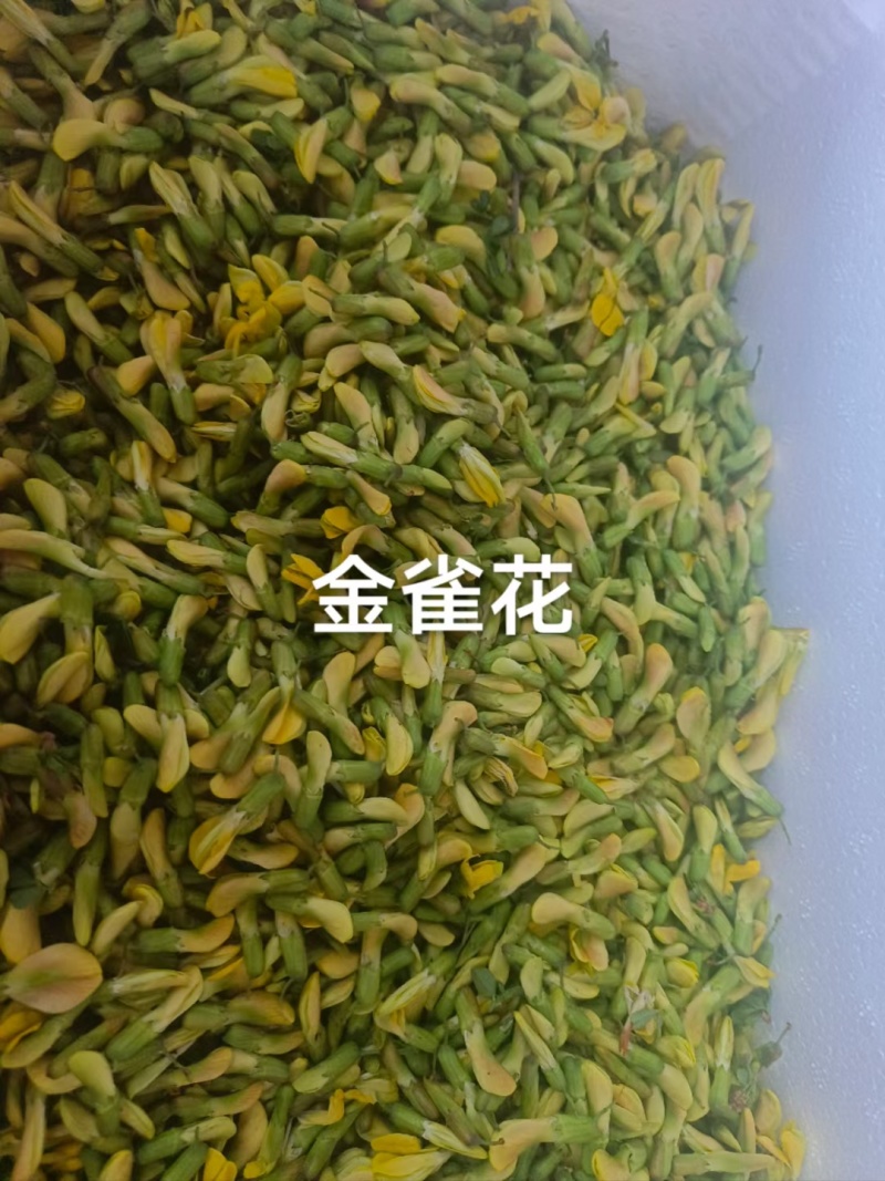 云南野生金雀花