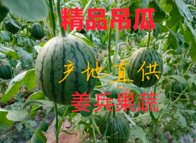 冰糖籽西瓜小糖丸西瓜2K小西瓜产地包装小工一条龙服务
