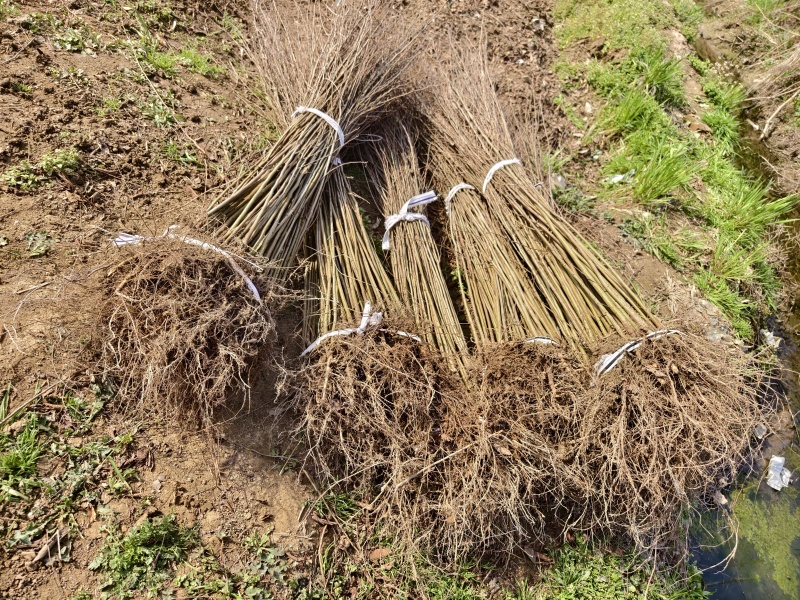 红榉小苗