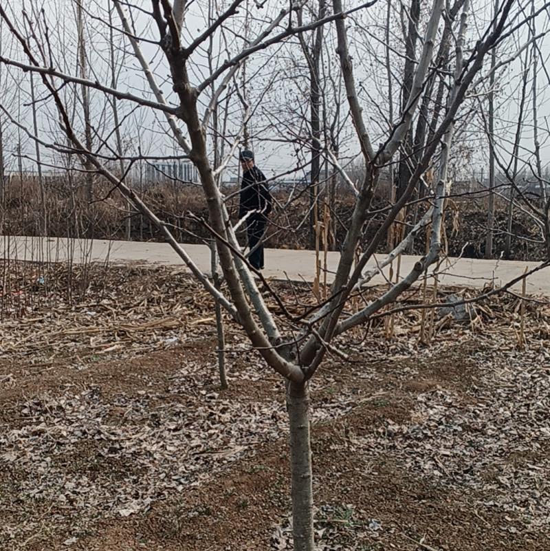 山楂树绿化—山东基地直销小区别墅路边绿化树，实用能吃能看