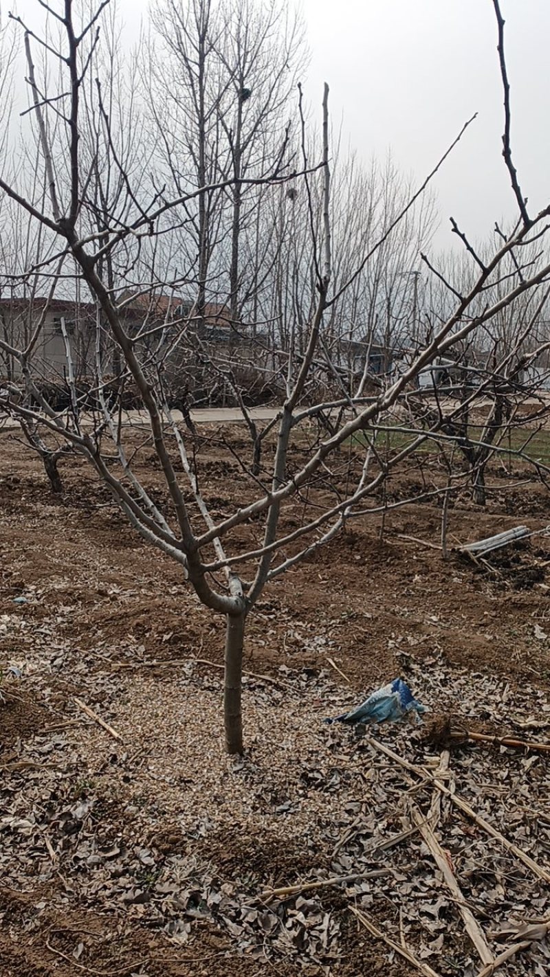 山楂树绿化—山东基地直销小区别墅路边绿化树，实用能吃能看