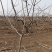 山楂树绿化—山东基地直销小区别墅路边绿化树，实用能吃能看