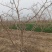 山楂树绿化—山东基地直销小区别墅路边绿化树，实用能吃能看