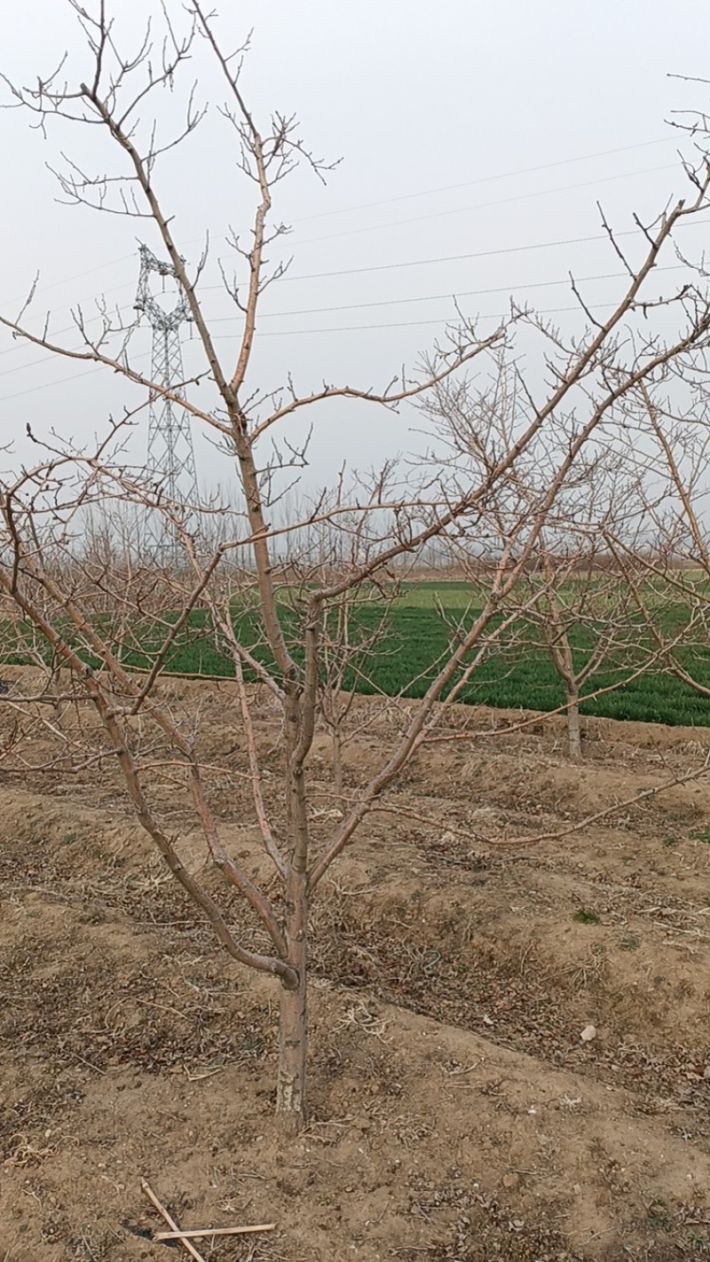 山楂树绿化—山东基地直销小区别墅路边绿化树，实用能吃能看