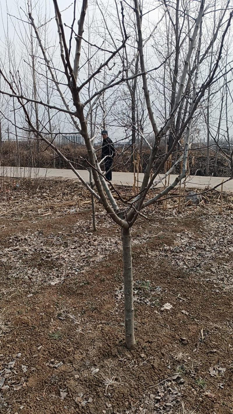 山楂树绿化—山东基地直销小区别墅路边绿化树，实用能吃能看