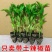 辣椒苗子蔬菜苗子薄皮椒苗长线椒苗螺丝椒苗朝天椒牛角椒