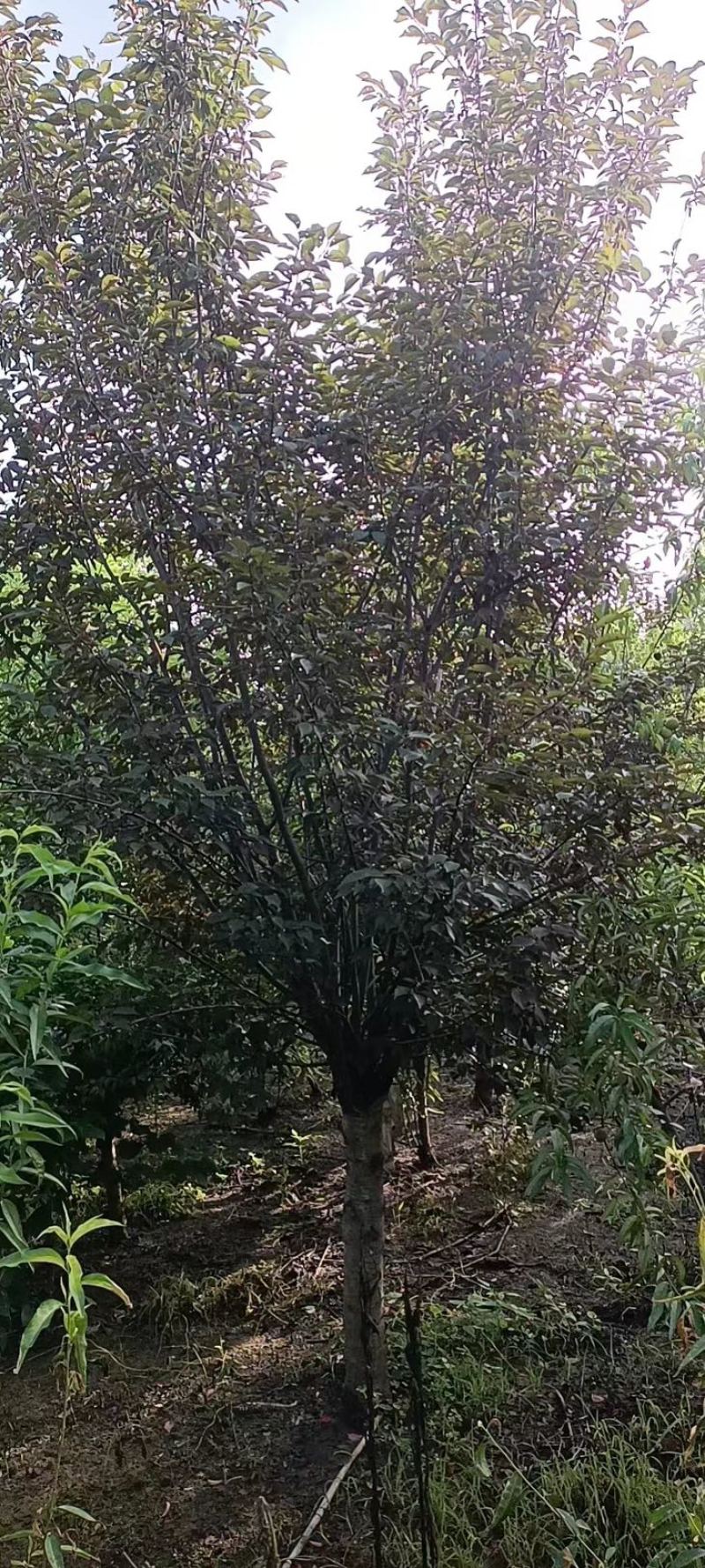 8公分美人梅—低价处理绿化苗木常年供应自家苗圃欢迎来电咨