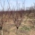 8公分美人梅—低价处理绿化苗木常年供应自家苗圃欢迎来电咨