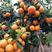 脐橙耙耙柑沃柑，无公害鲜果，现摘现发，脐橙耙耙柑