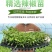 辣椒苗子蔬菜苗子薄皮椒苗长线椒苗螺丝椒苗朝天椒牛角椒