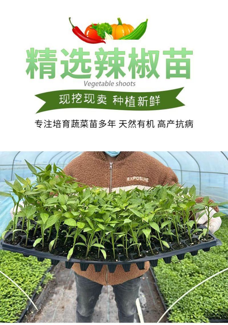 辣椒苗子蔬菜苗子薄皮椒苗长线椒苗螺丝椒苗朝天椒牛角椒