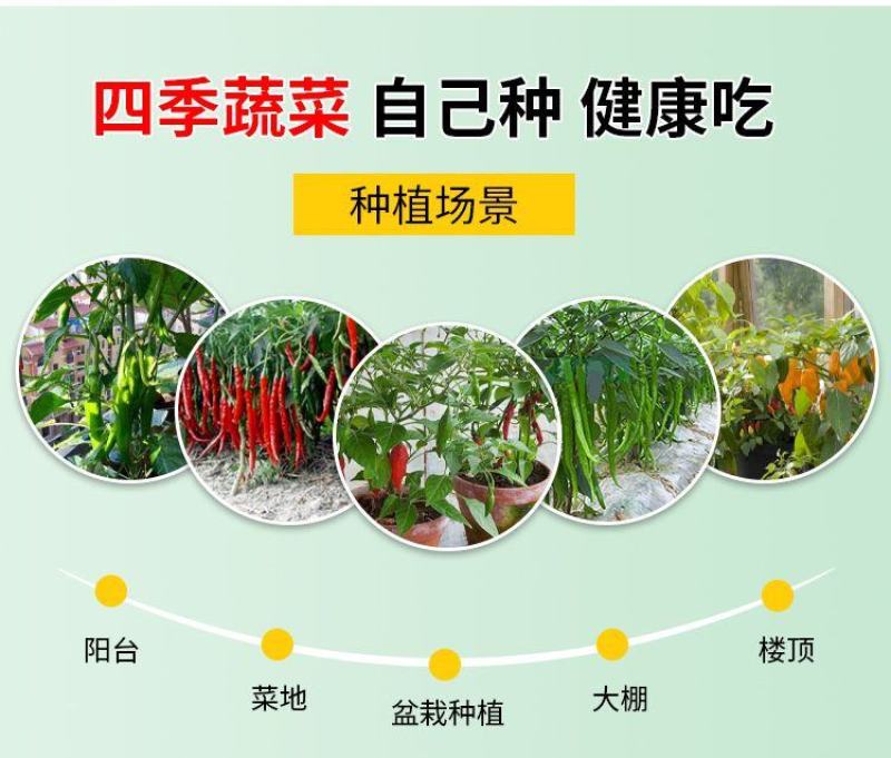 辣椒苗子蔬菜苗子薄皮椒苗长线椒苗螺丝椒苗朝天椒牛角椒