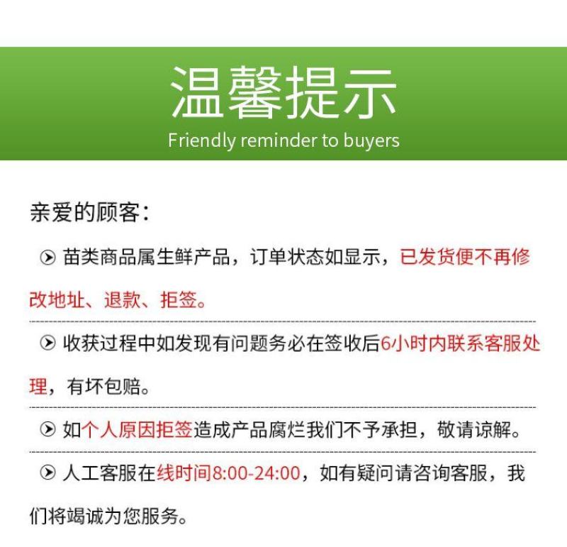 辣椒苗子蔬菜苗子薄皮椒苗长线椒苗螺丝椒苗朝天椒牛角椒
