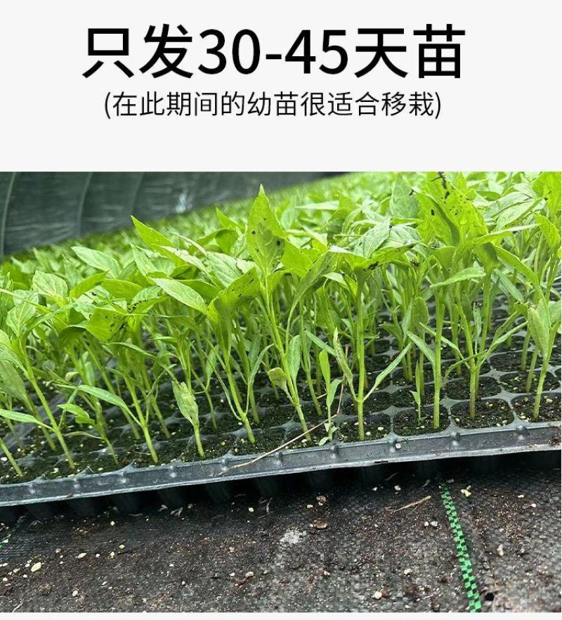 辣椒苗子蔬菜苗子薄皮椒苗长线椒苗螺丝椒苗朝天椒牛角椒