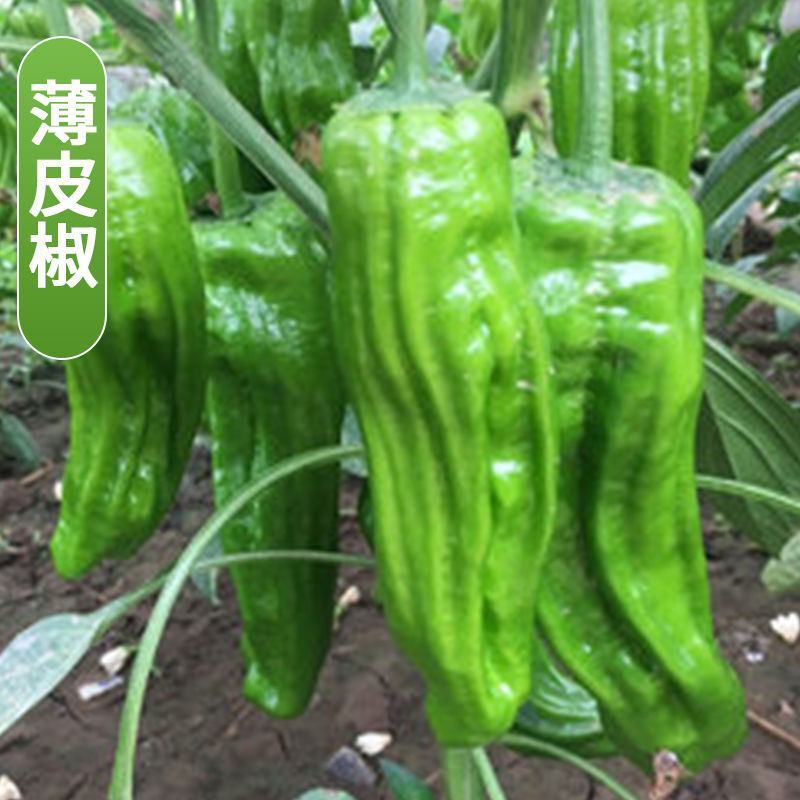 辣椒苗子蔬菜苗子薄皮椒苗长线椒苗螺丝椒苗朝天椒牛角椒