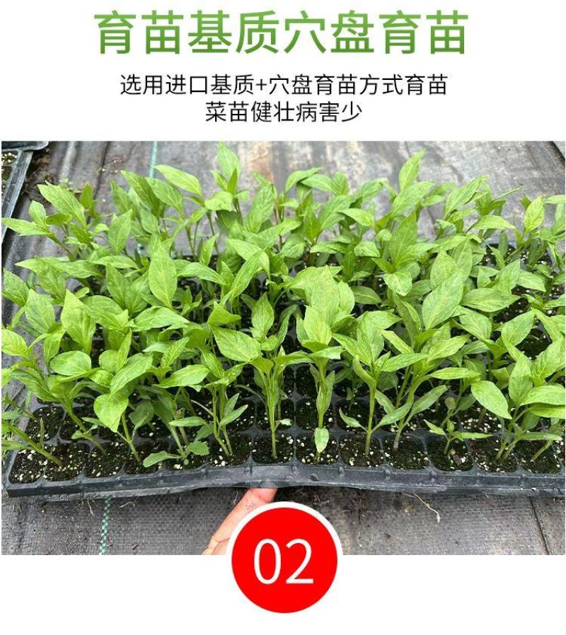 辣椒苗子蔬菜苗子薄皮椒苗长线椒苗螺丝椒苗朝天椒牛角椒