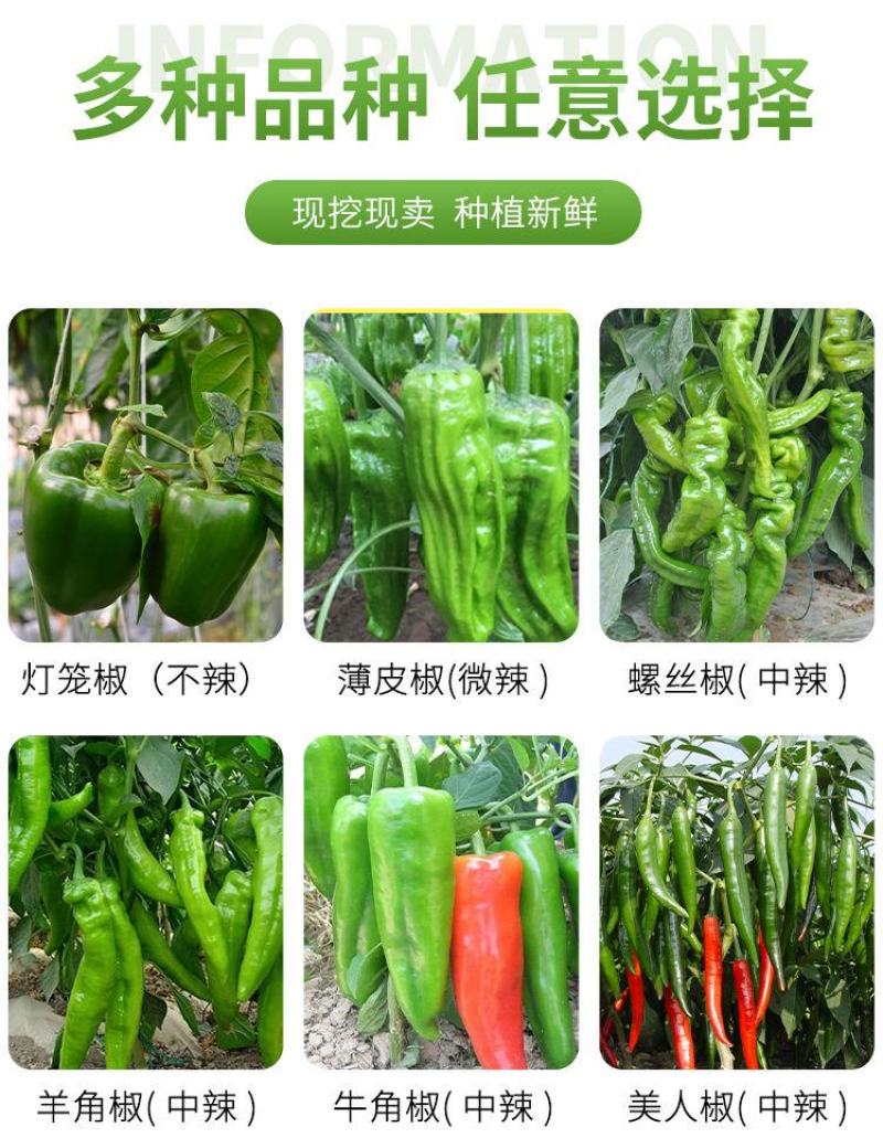 辣椒苗子蔬菜苗子薄皮椒苗长线椒苗螺丝椒苗朝天椒牛角椒