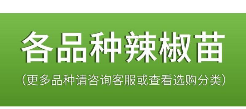 辣椒苗子蔬菜苗子薄皮椒苗长线椒苗螺丝椒苗朝天椒牛角椒
