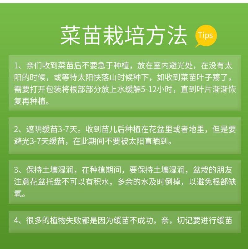 辣椒苗子蔬菜苗子薄皮椒苗长线椒苗螺丝椒苗朝天椒牛角椒